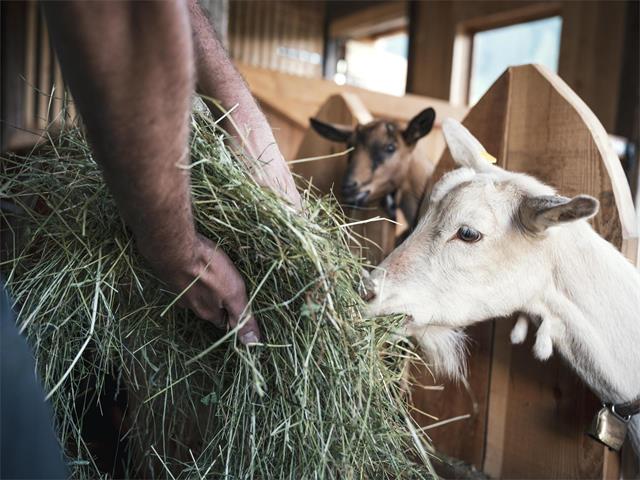 Foto per Sopra la panca la capra campa (estate per bambini)